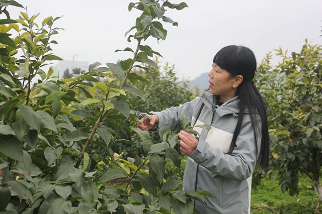 圖2  蒙雪梅為檸檬修枝。安岳縣人大  供圖.jpg