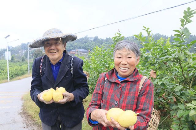 圖3 干拱村村民喜獲檸檬豐收。潘政吉  攝.jpg