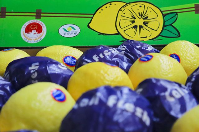 圖4  即將出口的安岳檸檬。潘政吉  攝.jpg