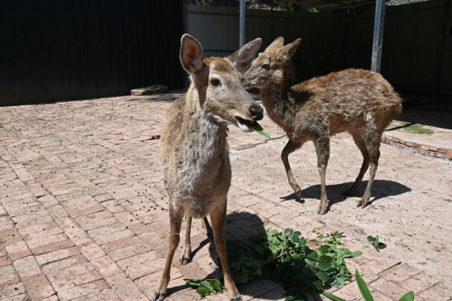 圖3  梅花鹿養(yǎng)殖.jpg