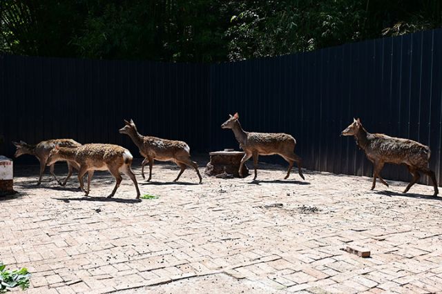 圖4  梅花鹿養(yǎng)殖.jpg