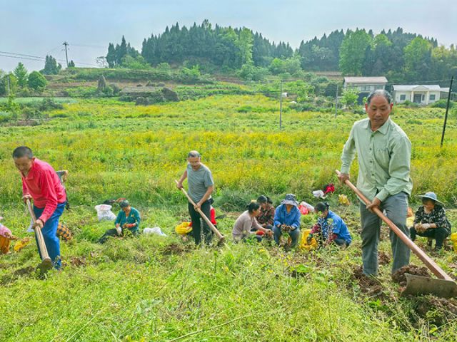 圖1  村民們正在采收黃精  潘政吉  攝.jpg
