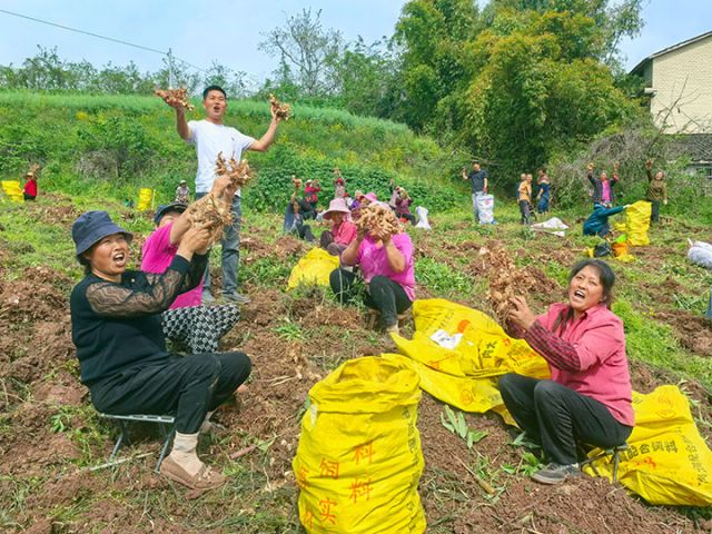 圖2  村民們笑著展示手中的黃精。潘政吉  攝.jpg