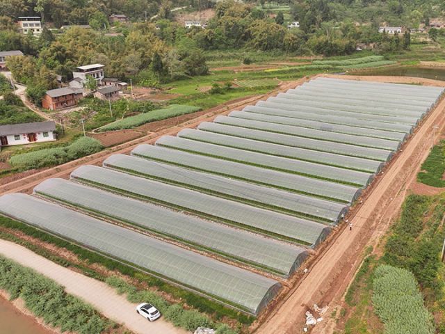 圖3  新華村蔬菜大棚基地  閆凱  攝.jpg