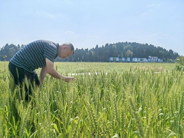 圖1  楊鄧平查看小麥長勢   潘政吉  攝.jpg