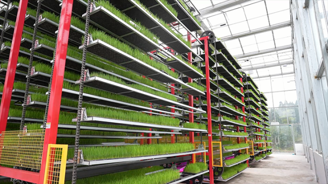 圖5  正在舒展腰身的秧苗  安岳融媒  供圖.png