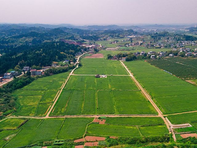 圖3  楊鄧平在龍臺鎮(zhèn)發(fā)展的稻麥輪作基地  劉金林  攝.jpg