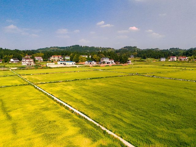 圖4  楊鄧平在高升鄉(xiāng)發(fā)展的稻麥輪作基地  劉金林  攝.jpg