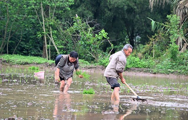 圖1  4月27日，內(nèi)江市東興區(qū)楊家鎮(zhèn)清古巖村，村民在再生稻示范園區(qū)栽插秧苗。.JPG