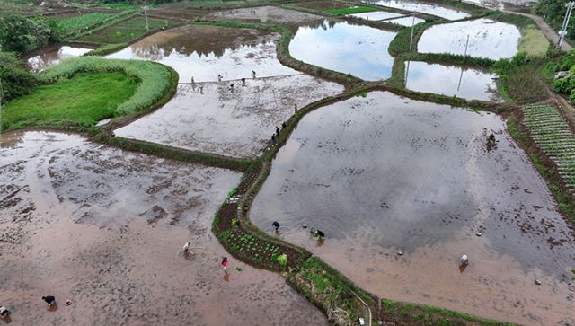 圖2 再生稻示范園區(qū)內(nèi)阡陌縱橫的稻田與奔忙在插秧作業(yè)線上的村民，共同構(gòu)成了最美的田園春耕畫(huà)卷（無(wú)人機(jī)照片）。.JPG
