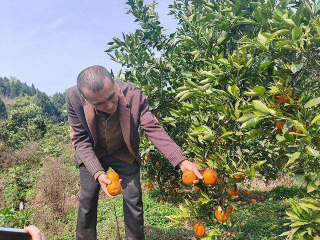 圖1  張輝在采摘水果  興隆鎮(zhèn) 供圖.jpg