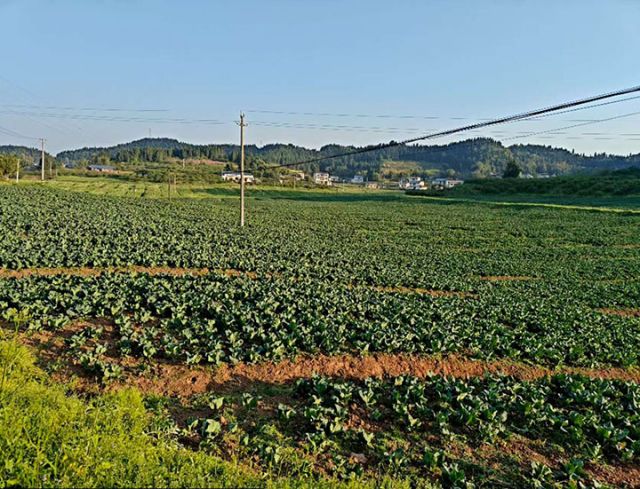 圖1  青石村糧、蔬、果復(fù)合種植基地。費(fèi)光強(qiáng)  攝.jpg