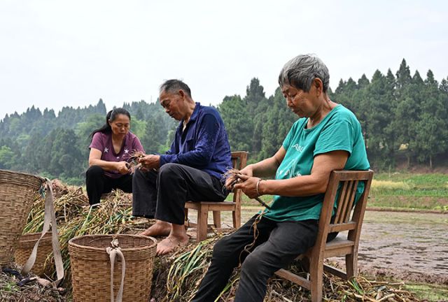 圖2  5月4日，四川省內(nèi)江市東興區(qū)雙橋鎮(zhèn)付家村，當(dāng)?shù)卮迕駬屖諊?guó)家地標(biāo)產(chǎn)品紫皮大蒜。.JPG