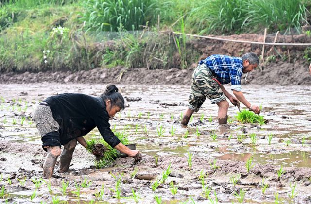 圖4  當(dāng)?shù)卮迕駬屪マr(nóng)時(shí)栽插秧苗.JPG