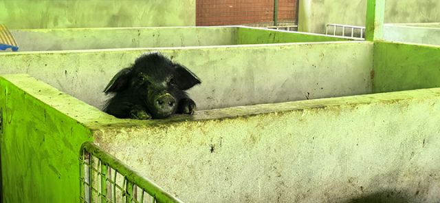 圖1  陳家灣家庭農(nóng)場(chǎng)藏香豬養(yǎng)殖區(qū) 易奎西攝.jpg