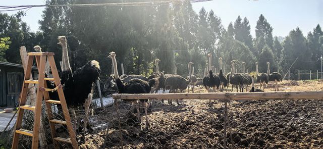 圖2  陳家灣家庭農(nóng)場(chǎng)鴕鳥養(yǎng)殖區(qū) 易奎西攝.jpg