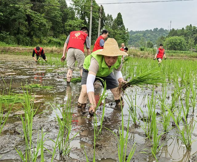 圖1  劉剛示范插秧技巧  毛家鎮(zhèn)供圖.jpg