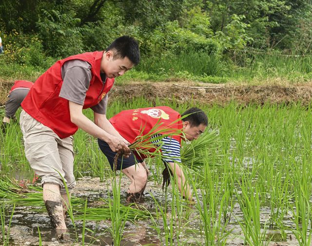 圖2  青年干部學習插秧技巧  毛家鎮(zhèn)供圖.jpg