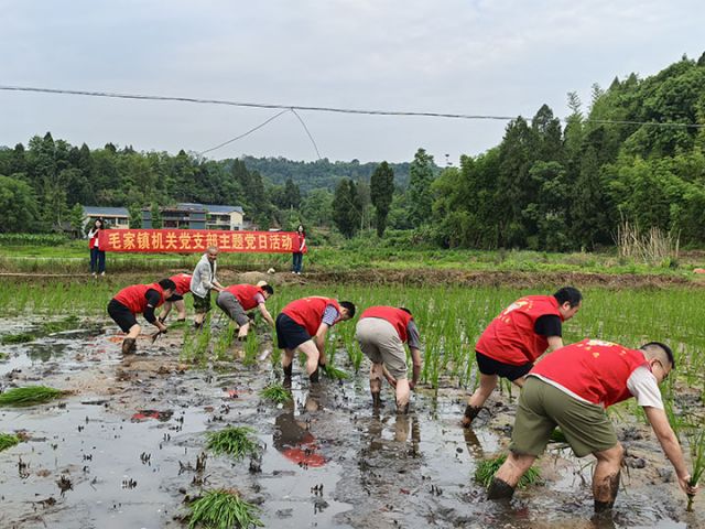 圖3  “志愿紅”點亮“春耕綠”  毛家鎮(zhèn)供圖.jpg