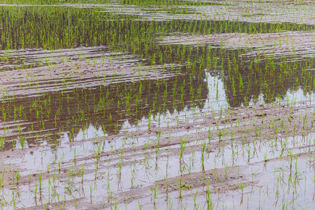 圖2  秧田里，一排排秧苗嫩綠可愛  吳坤忠 攝.jpg