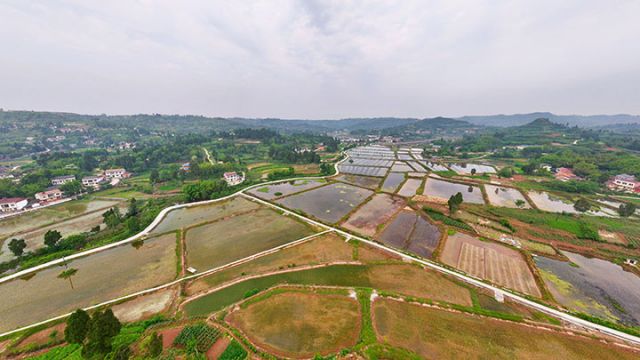 圖1  合義鄉(xiāng)稻蝦基地一隅  潘政吉  攝.jpg