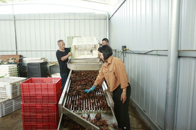 圖2  小龍蝦分選設(shè)備  袁芳  攝.jpg