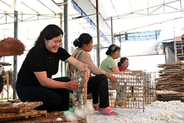 圖1  5月20日，內(nèi)江市東興區(qū)雙橋鎮(zhèn)鳳龍村，蠶農(nóng)正在采摘首批蠶繭。.JPG