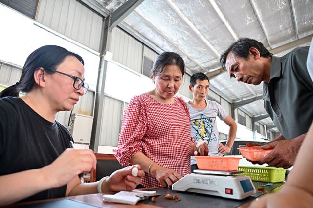 圖2  5月20日，內(nèi)江市東興區(qū)雙橋鎮(zhèn)雙流村，當?shù)厥着Q繭上市，蠶農(nóng)迎來滿滿收獲。.JPG