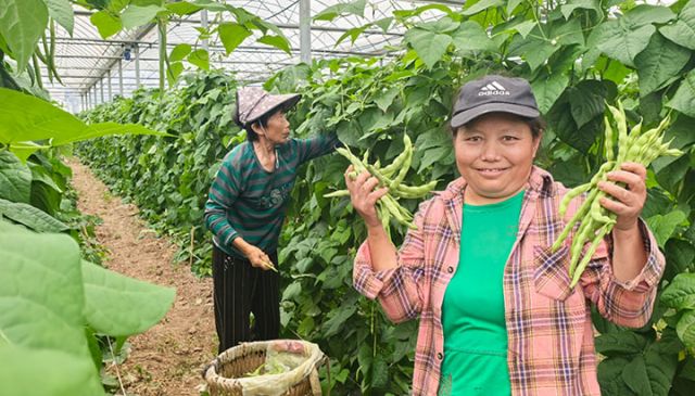 圖1  工人在大棚內(nèi)采摘蔬菜   張英攝.jpg