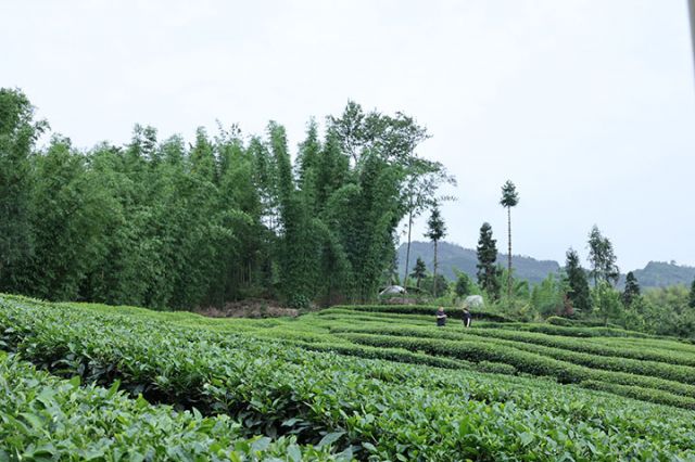 12白馬山茶葉現(xiàn)代農(nóng)業(yè)園區(qū).JPG