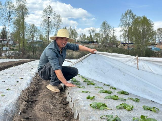 圖1  在西寧市湟中區(qū)西堡鎮(zhèn)東花園村，鐘光言在菜地查看蔬菜長勢。新華社記者張子琪 攝.JPG