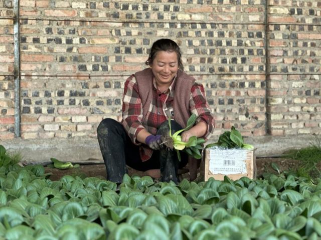 圖2  在西寧市湟中區(qū)多巴鎮(zhèn)玉拉村，農(nóng)戶正在采收蔬菜。新華社記者張子琪 攝.jpg