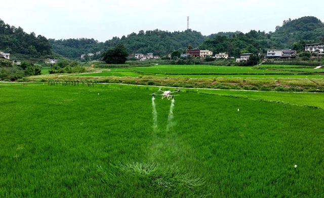 圖1  圖為飛防手利用植保無人機防治水稻病蟲害。 &nbsp;王超明 攝.jpg