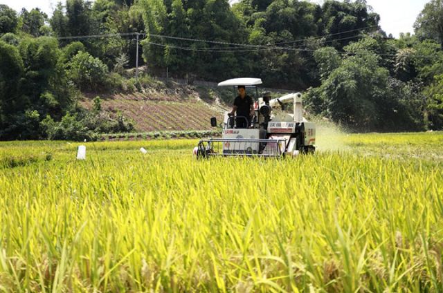 圖3  豐樂鎮(zhèn)百合村收割現場。 &nbsp;王超明 攝.jpg