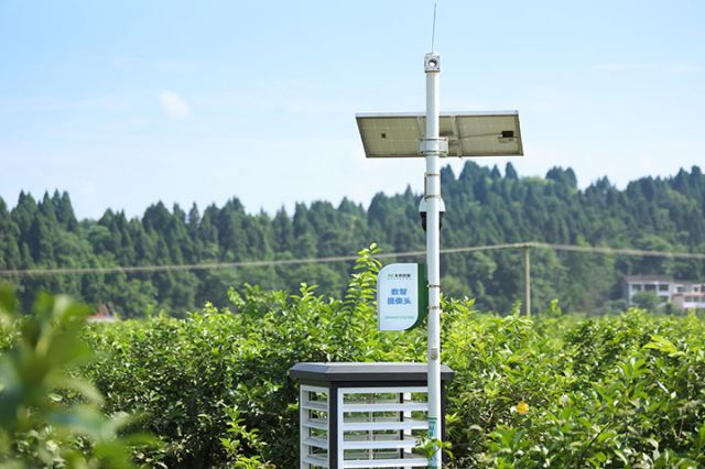 圖2  安岳縣國(guó)家現(xiàn)代農(nóng)業(yè)（檸檬）產(chǎn)業(yè)園數(shù)智攝像頭。豐農(nóng)控股供圖.jpg