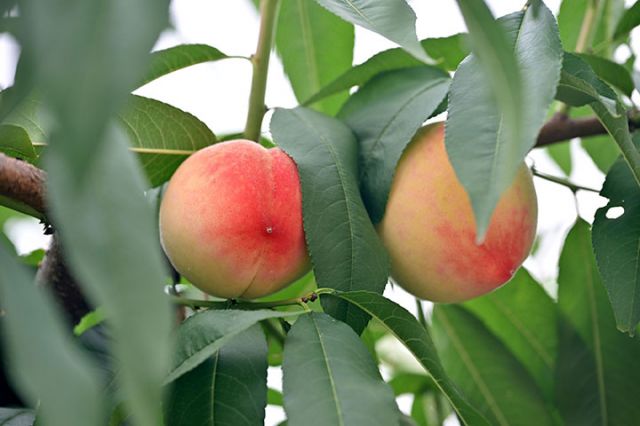 圖1  6月8日，四川省內(nèi)江市東興區(qū)椑木鎮(zhèn)紅林村，陸續(xù)成熟的五月脆桃掛滿枝頭。.JPG