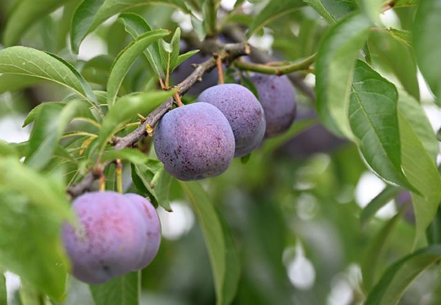 圖2  陸續(xù)成熟的蜂糖李掛滿枝頭.JPG