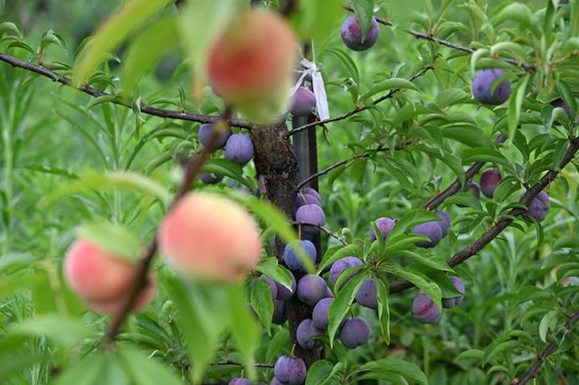 圖3  同源桃李色彩繽紛.JPG