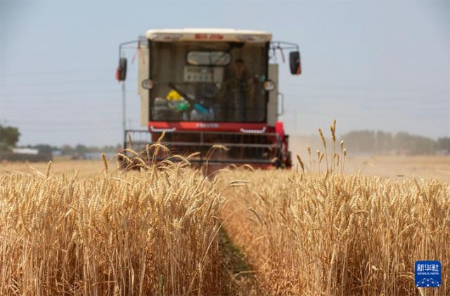 圖1  6月10日，在山東省東營(yíng)市廣饒縣李鵲鎮(zhèn)后里西村，農(nóng)民駕駛聯(lián)合收割機(jī)收割小麥。新華社發(fā)（劉云杰 攝）.jpeg
