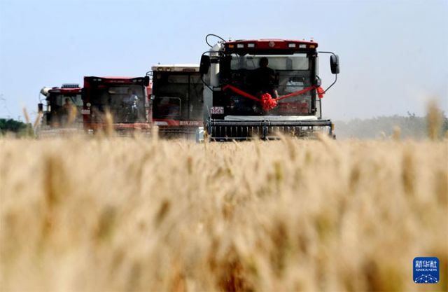 圖2  6月10日，聯(lián)合收割機(jī)在河北省石家莊市欒城區(qū)柳林屯鄉(xiāng)東牛村麥田里收割。新華社發(fā)（李明發(fā) 攝）.jpeg
