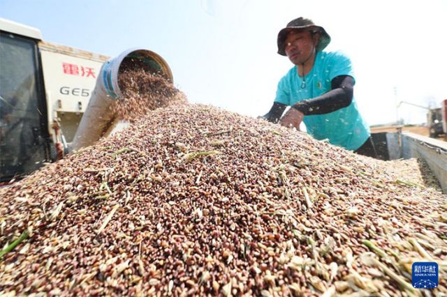 圖3  6月10日，在河北省石家莊市欒城區(qū)柳林屯鄉(xiāng)東牛村，村民將收獲的小麥裝車。新華社發(fā)（梁子棟 攝）.jpeg