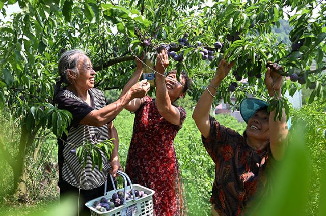 圖2  6月17日，四川省內(nèi)江市東興區(qū)永福鎮(zhèn)山青廟村，當(dāng)?shù)卮迕窭们绾锰鞖獠墒丈鷳B(tài)李子。.JPG