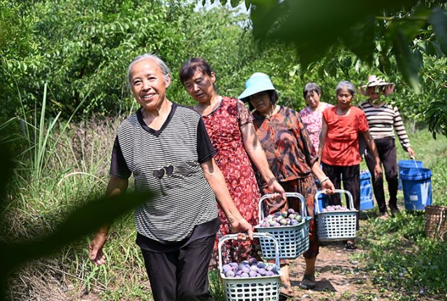 圖4  當(dāng)?shù)卮迕褶D(zhuǎn)運(yùn)生態(tài)李子.JPG