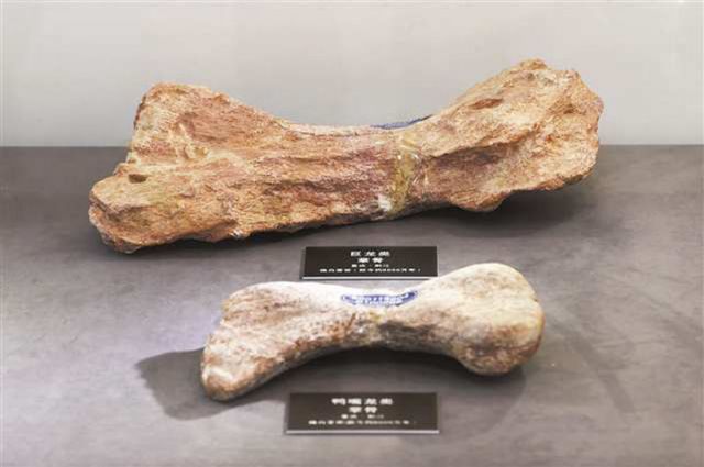 圖1  4月21日，黔江正陽恐龍化石群發(fā)掘現(xiàn)場拍攝的恐龍化石。楊敏 攝視覺重慶.jpg