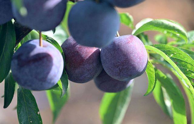 圖1  6月20日，內江市東興區(qū)郭北鎮(zhèn)清水村，五月脆李進入豐收采摘季。.JPG