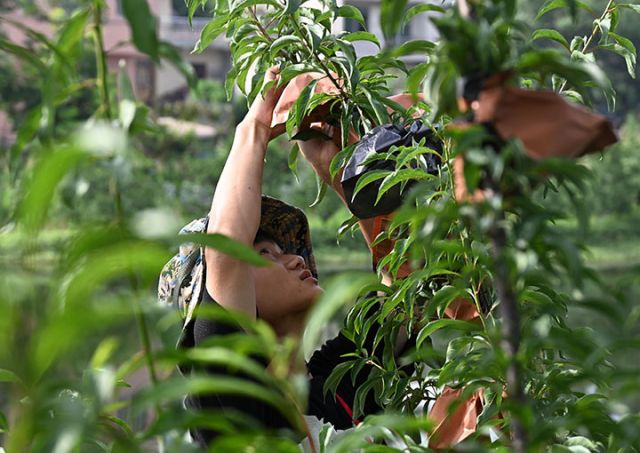 圖2  內江鑫榮專合社社員正在為蜂糖李套袋.JPG