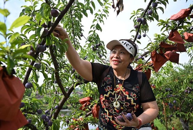 圖4  游客在瓜果飄香的田埂上盡情體驗李子采摘的樂趣.JPG