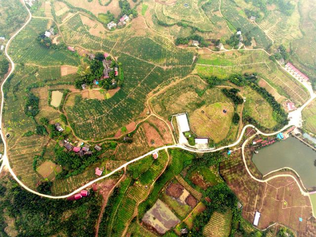 1751012416606371.jpg 圖3 青花椒產(chǎn)業(yè)基地.jpg