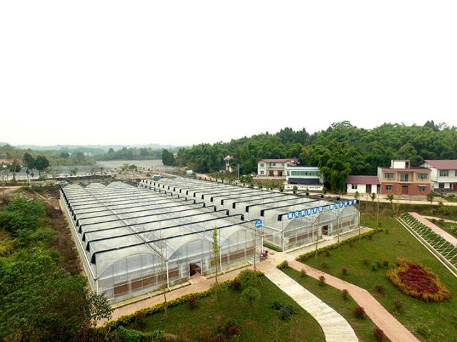 1751012423286515.jpg 圖4 花卉產(chǎn)業(yè)大棚.jpg