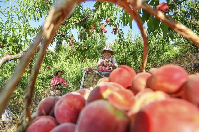 圖1  代市鎮(zhèn)會(huì)龍村村民采摘桃子。張啟富 攝.jpg